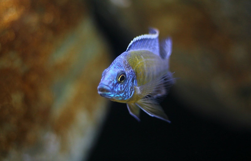 Protomelas sp. 'steveni imperial' Nkhata Bay